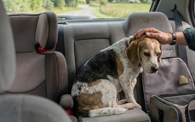 Chien malade en voiture