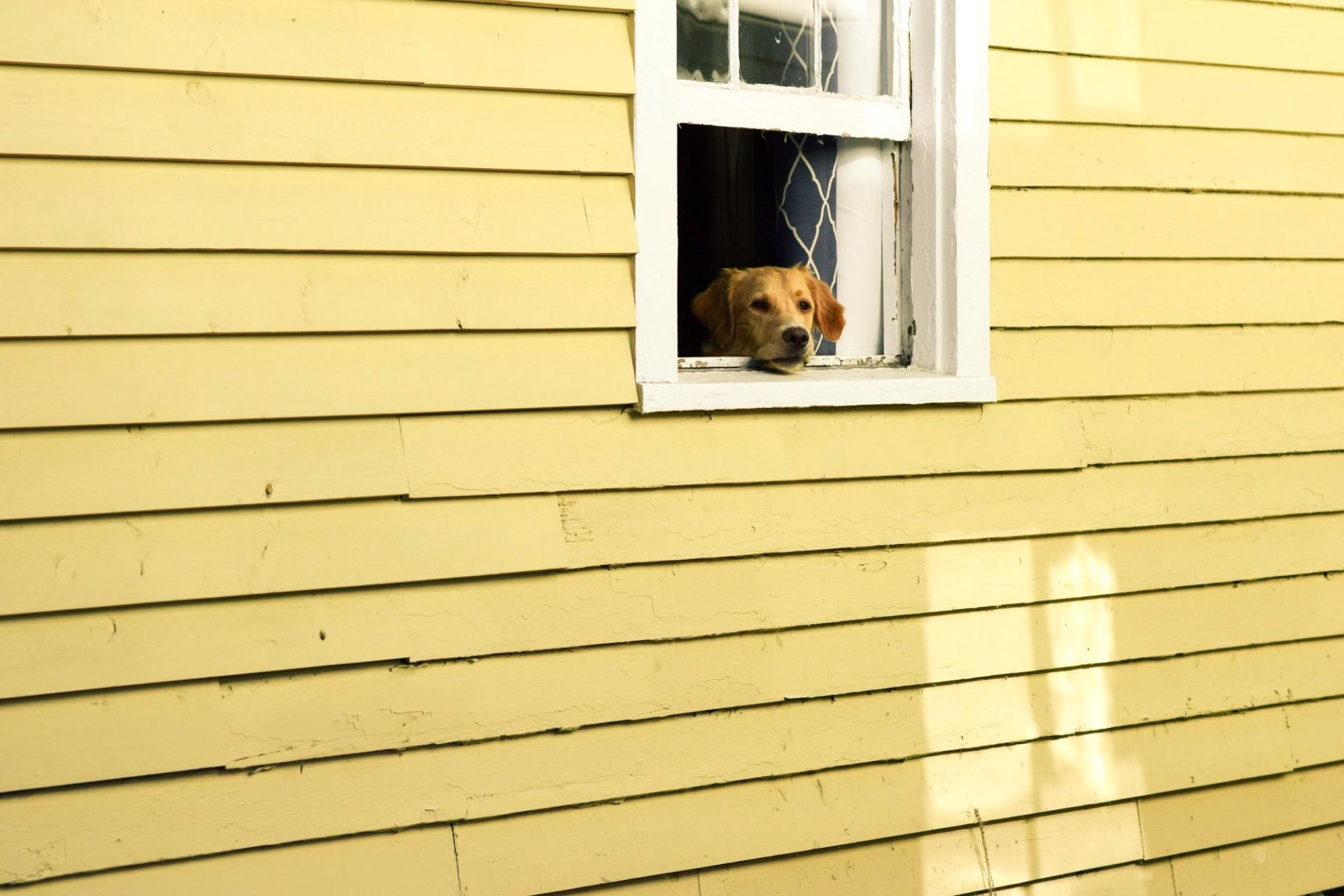Chien qui attend à la fenêtre, prêt à partir en voyage