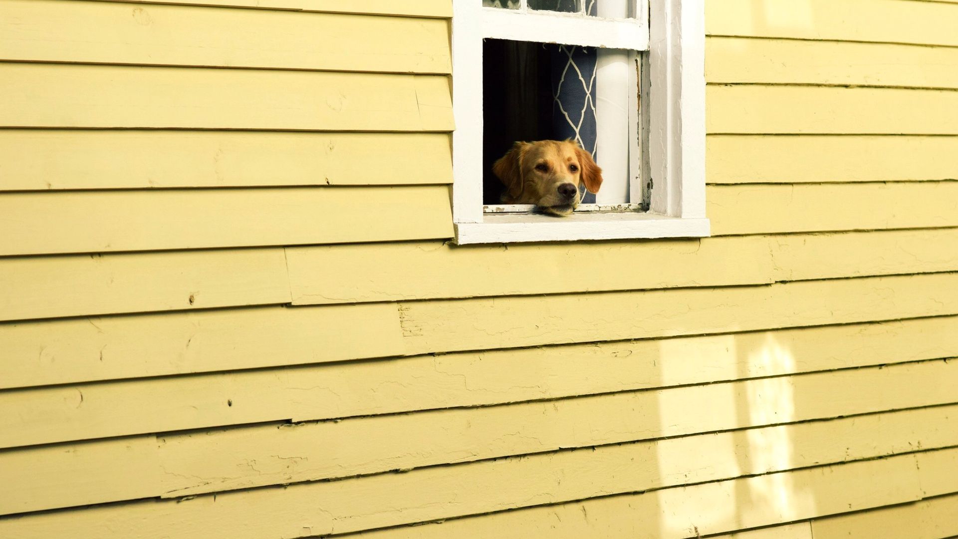Chien qui attend à la fenêtre, prêt à partir en voyage