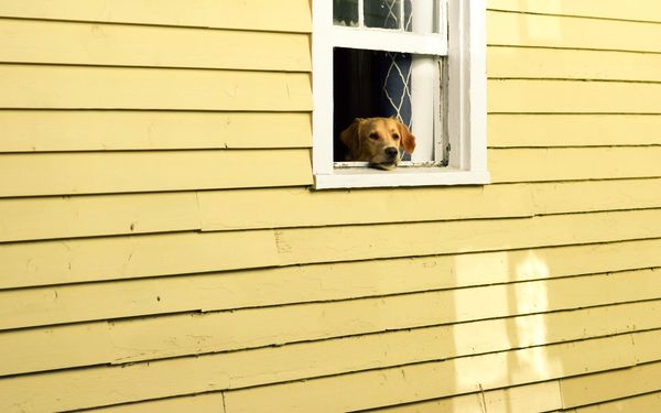 Chien qui attend à la fenêtre, prêt à partir en voyage