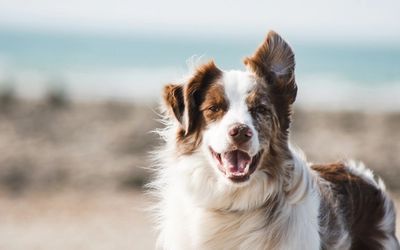Chien en balade dans un paysage printanier de campagne française, herbe verte et fleurs de printemps