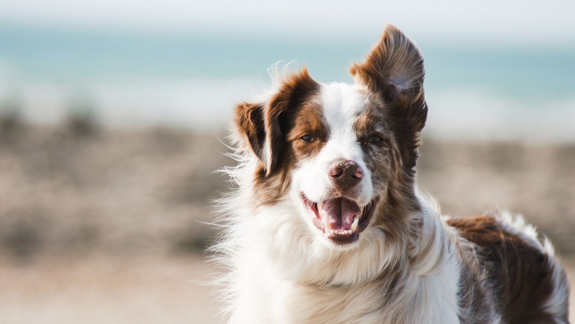 Chien en balade dans un paysage printanier de campagne française, herbe verte et fleurs de printemps