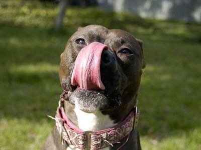 Photo Staffordshire Terrier Américain (Amstaff)