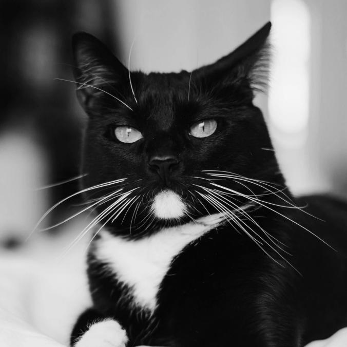 Agile Cat