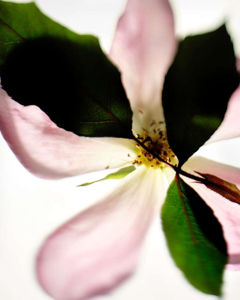 Still life photograph by Samuel Bristow