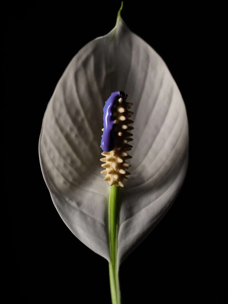 Still life photograph by Samuel Bristow