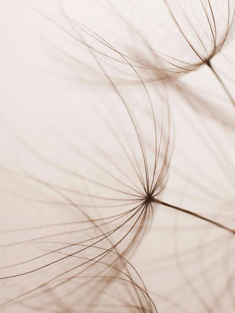 Still life photograph by Samuel Bristow