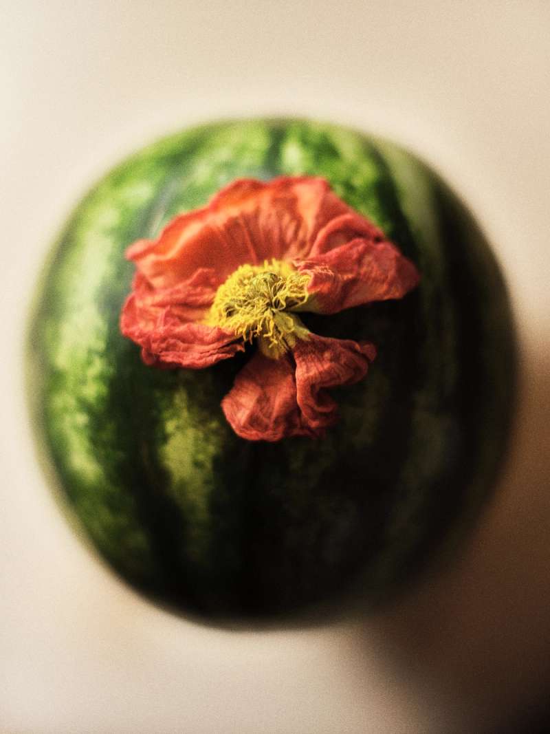 Still life photograph by Samuel Bristow
