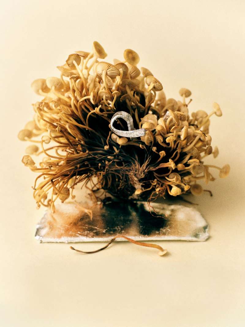 Still life photograph by Samuel Bristow