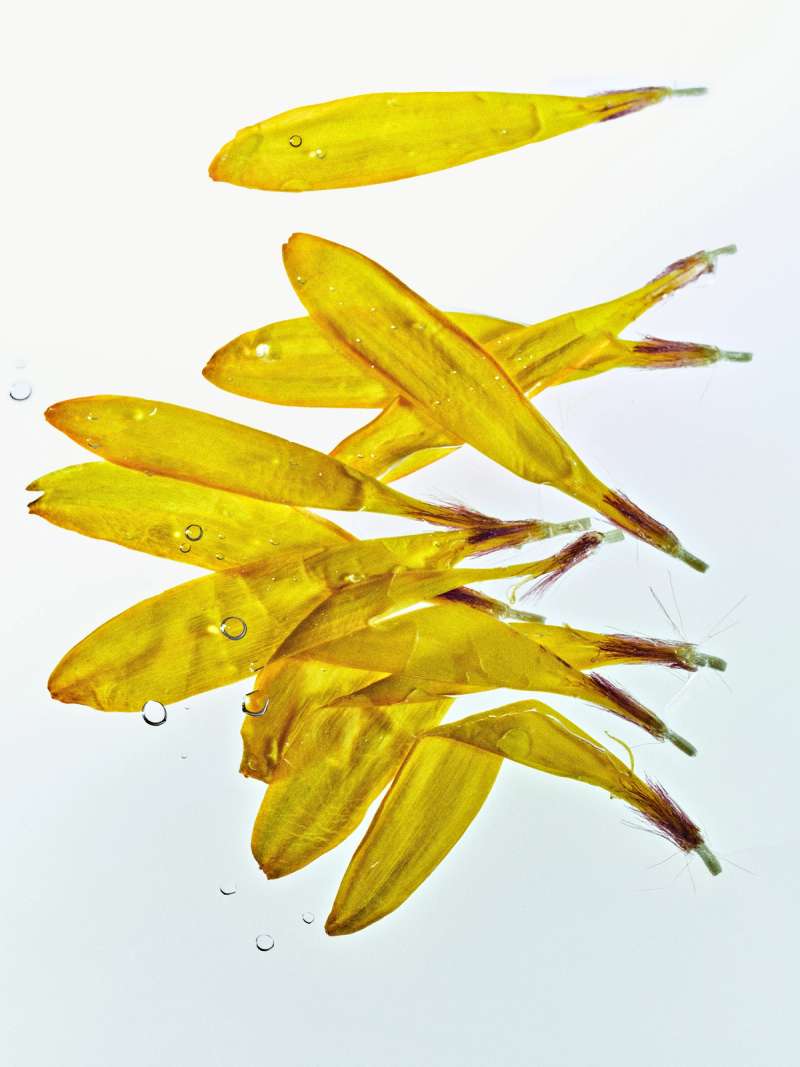 Still life photograph by Samuel Bristow