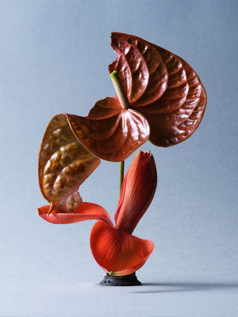 Still life photograph by Samuel Bristow