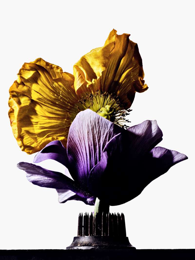 Still life photograph by Samuel Bristow