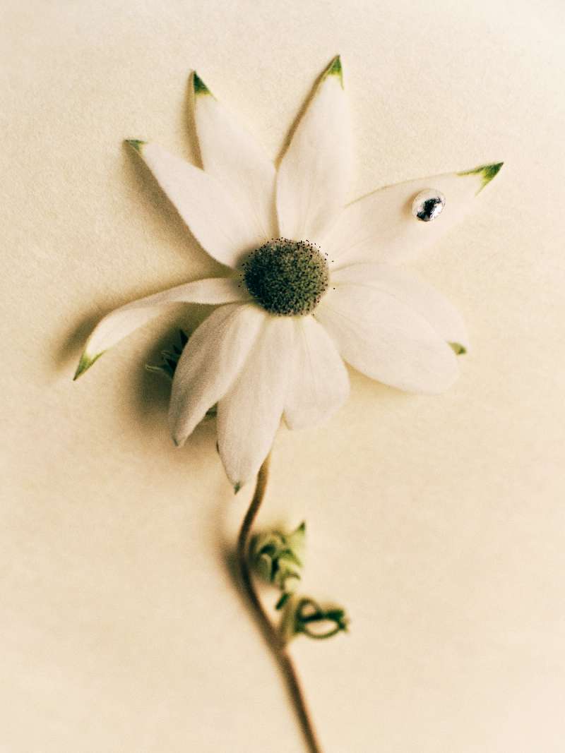 Still life photograph by Samuel Bristow