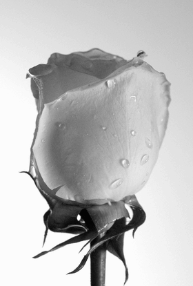 Motion film by Samuel Bristow