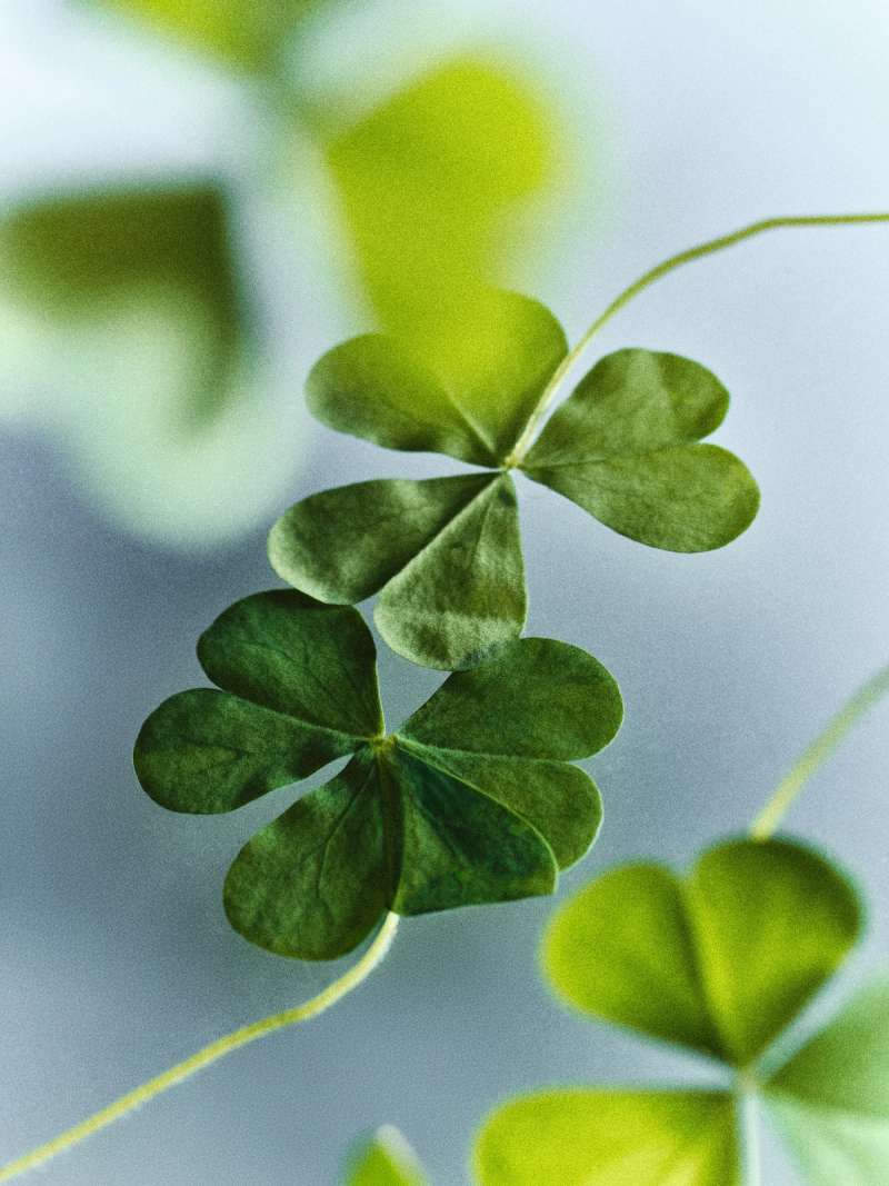 Still life photograph by Samuel Bristow