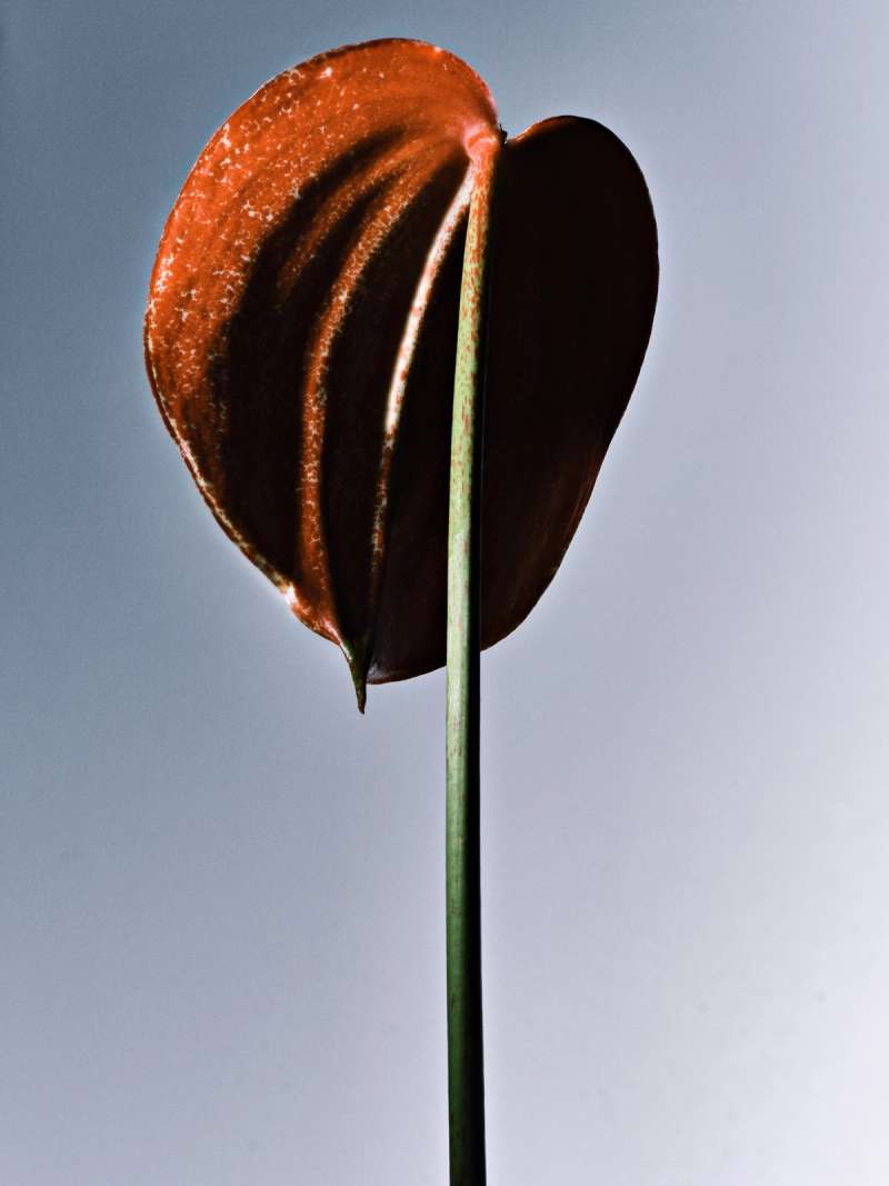 Still life photograph by Samuel Bristow