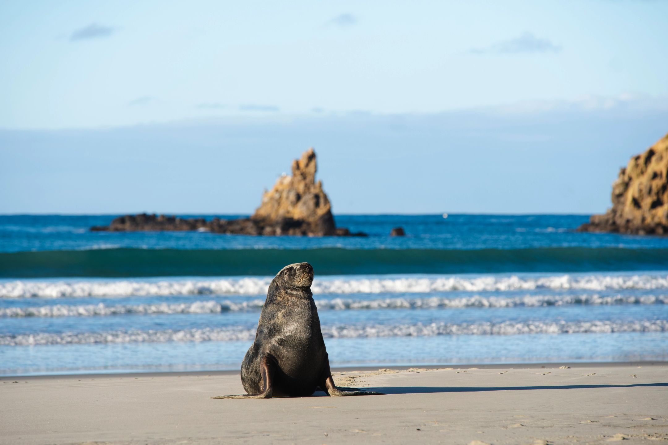 Sea lion on a Dunedin beach