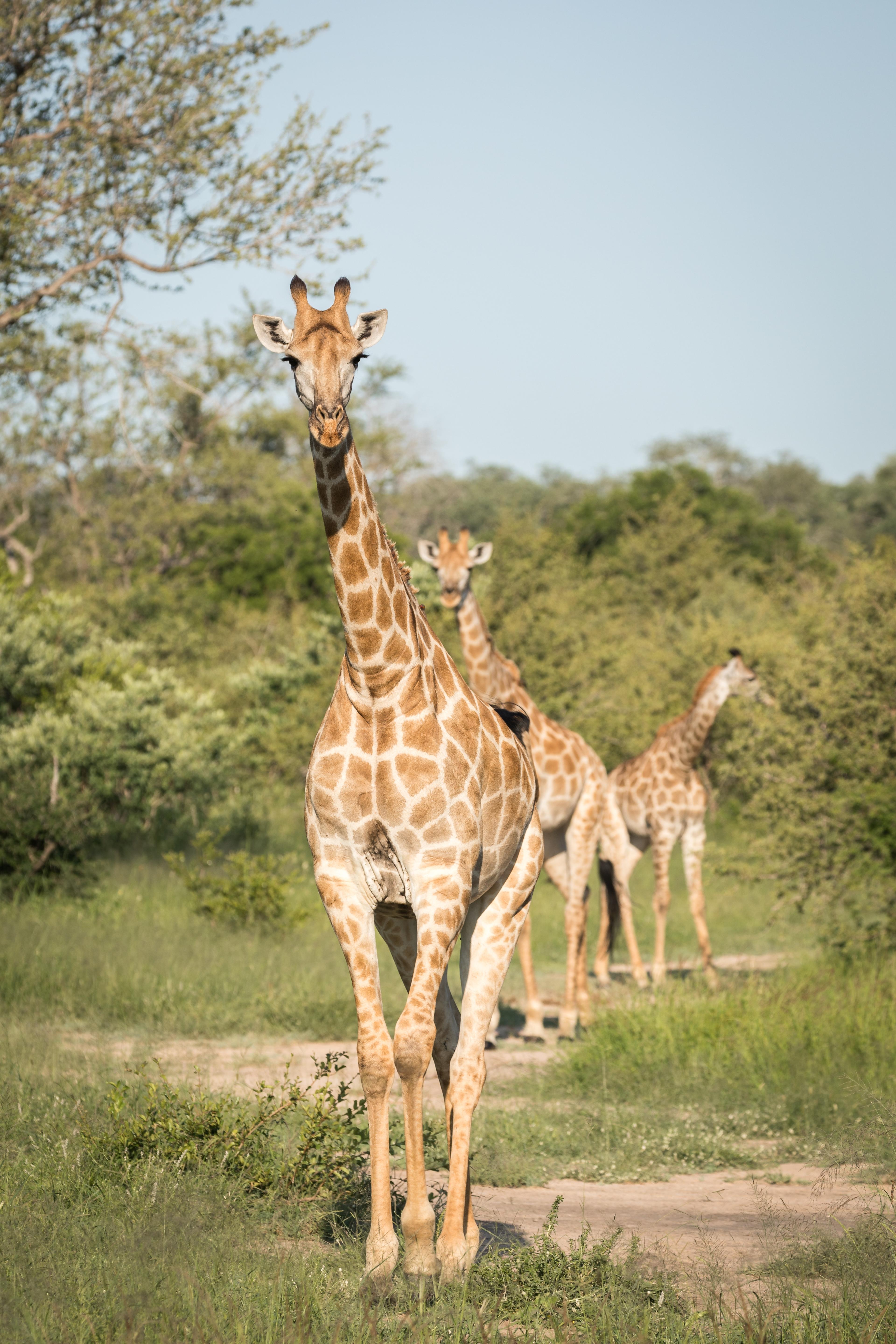 A trio of giraffes