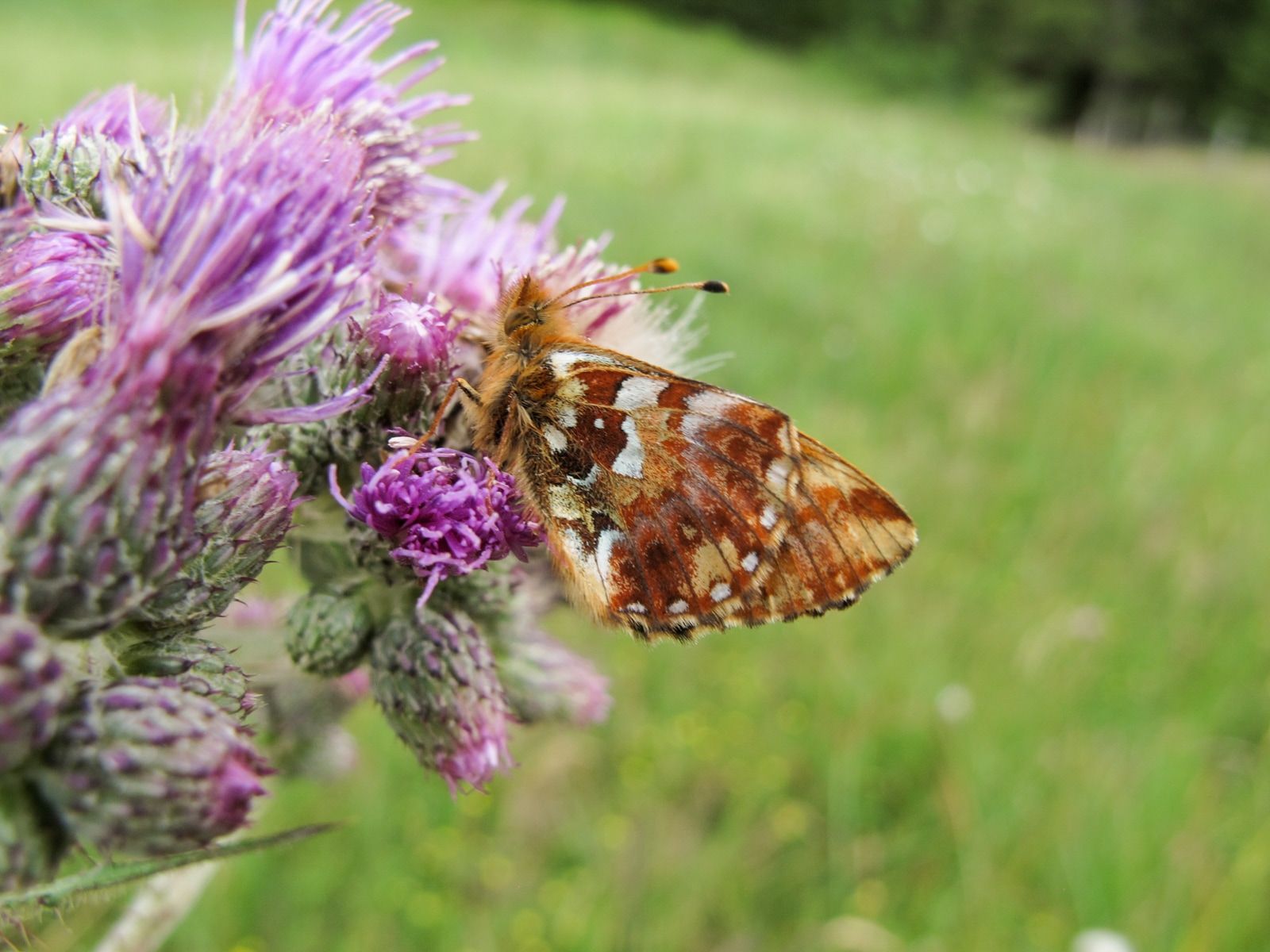 Teaser Pic for Aufwertungen für Moorschmetterlinge