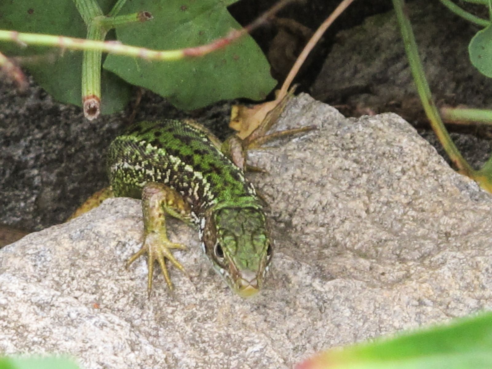 Teaser Pic for Kartierung Insekten und Reptilien