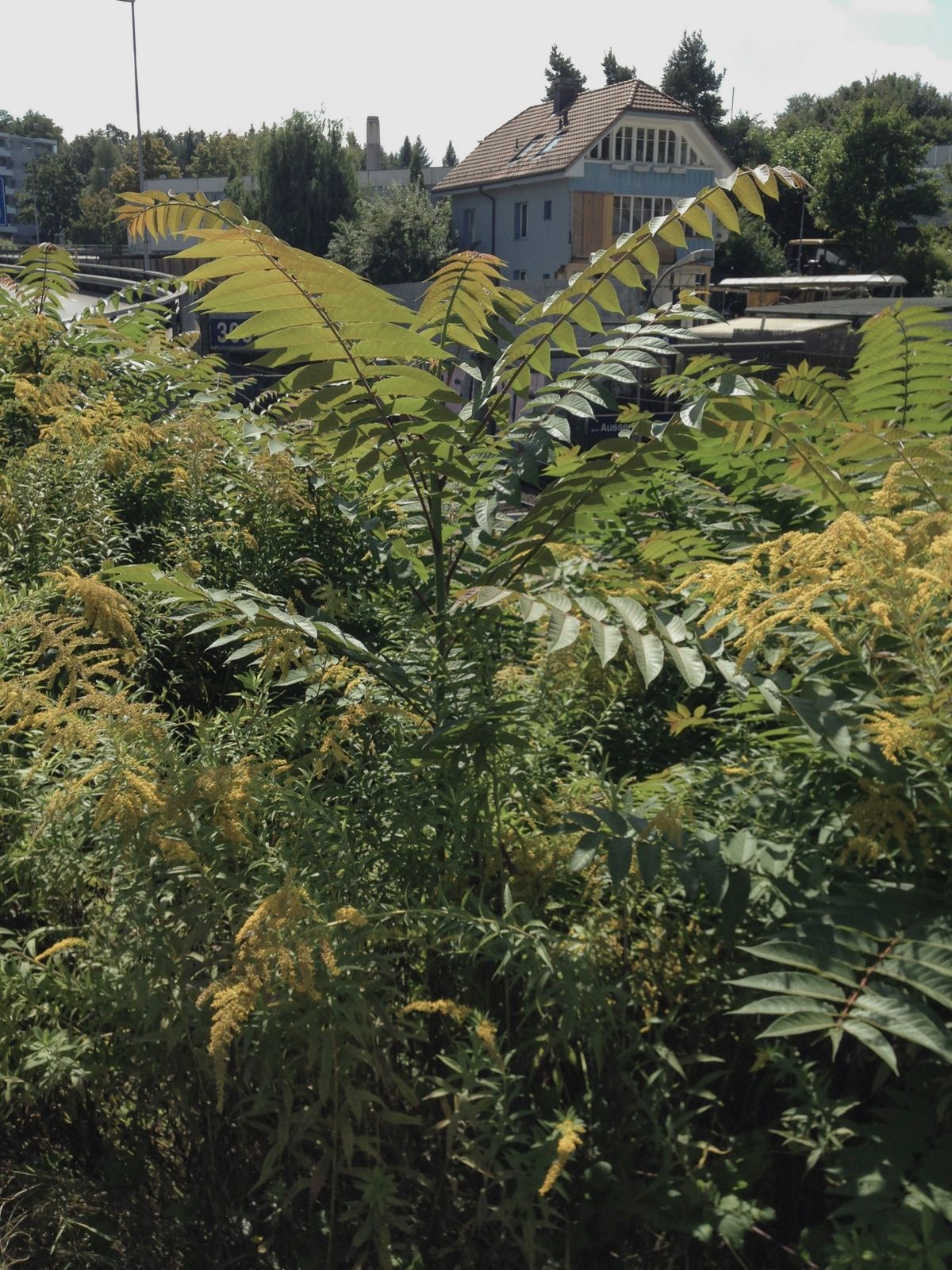 Teaser Pic for Neophytenkonzept Stadt Bern