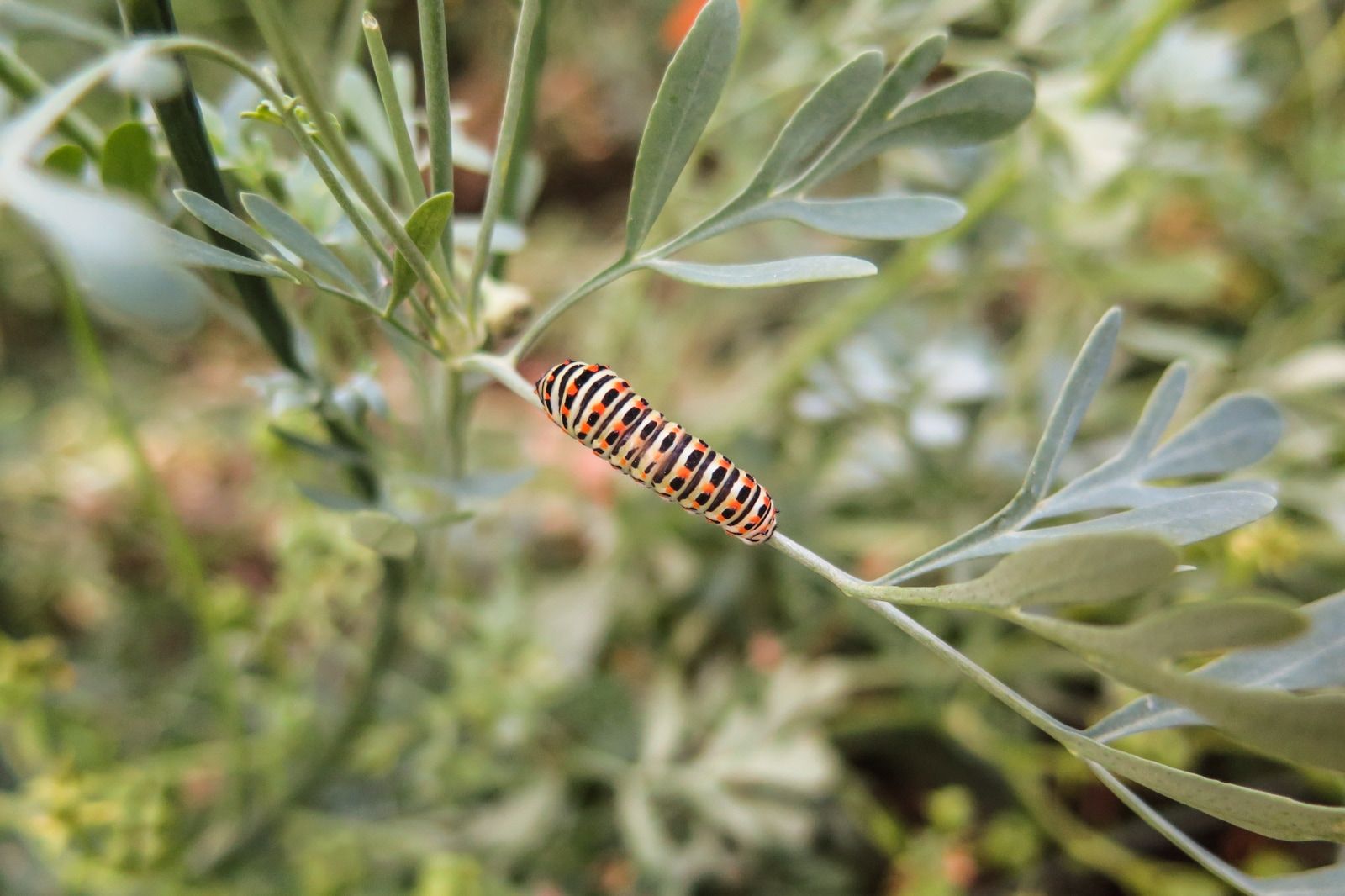 Teaser Pic for Kartierung Tagfalter Wyssloch