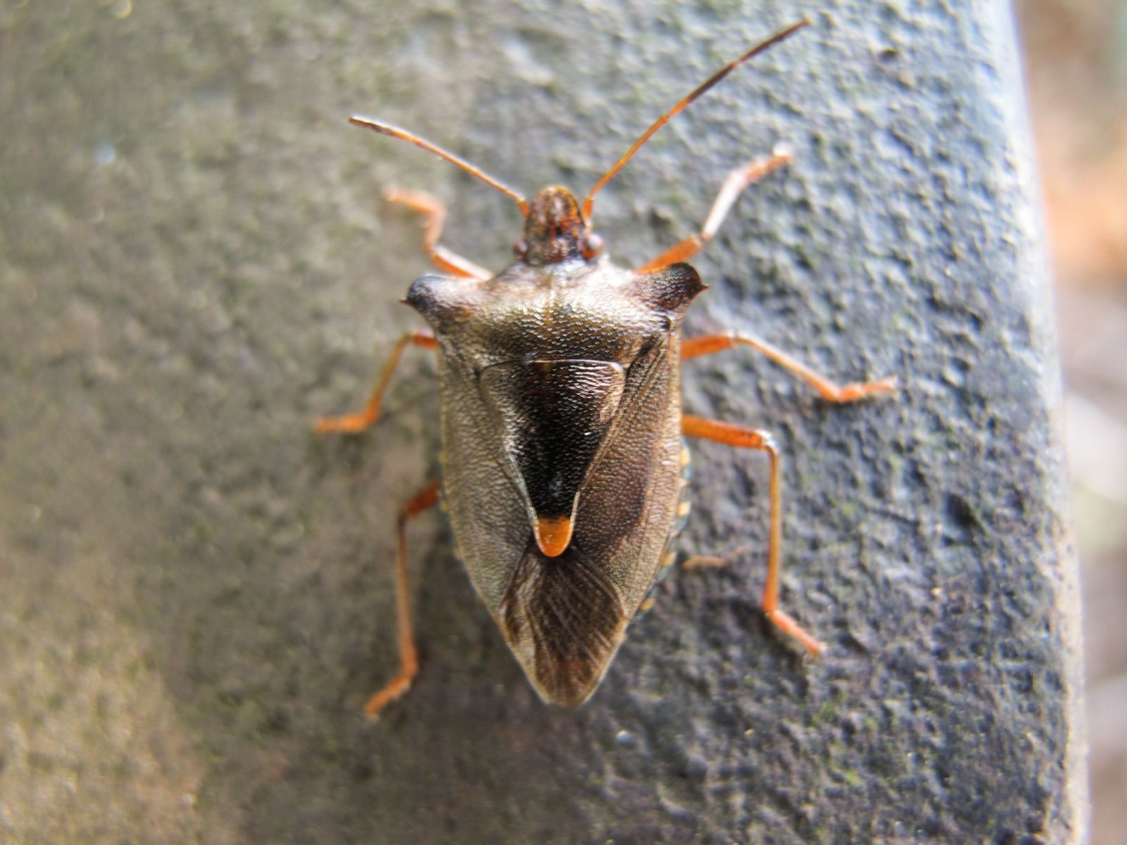 Teaser Pic for Exkursion Insekten Stadt Bern