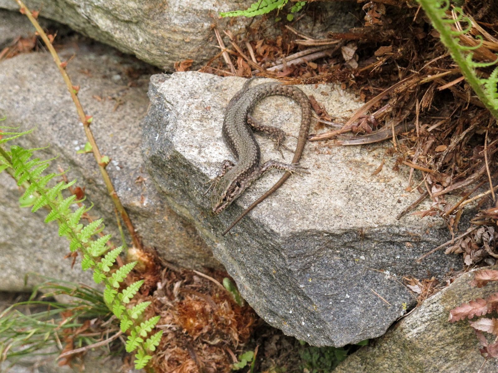 Teaser Pic for Artikel für Info Fauna