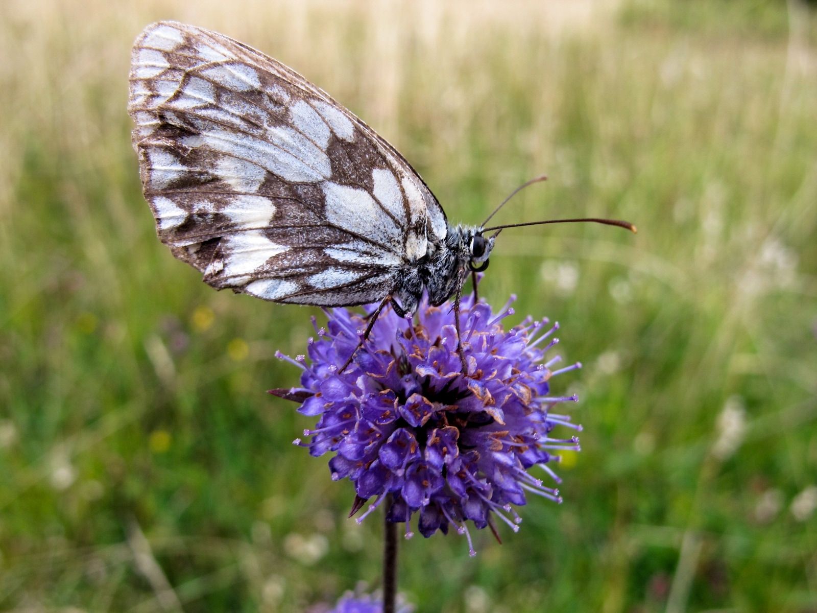 Teaser Pic for Kartierung Insekten auf Friedhöfen