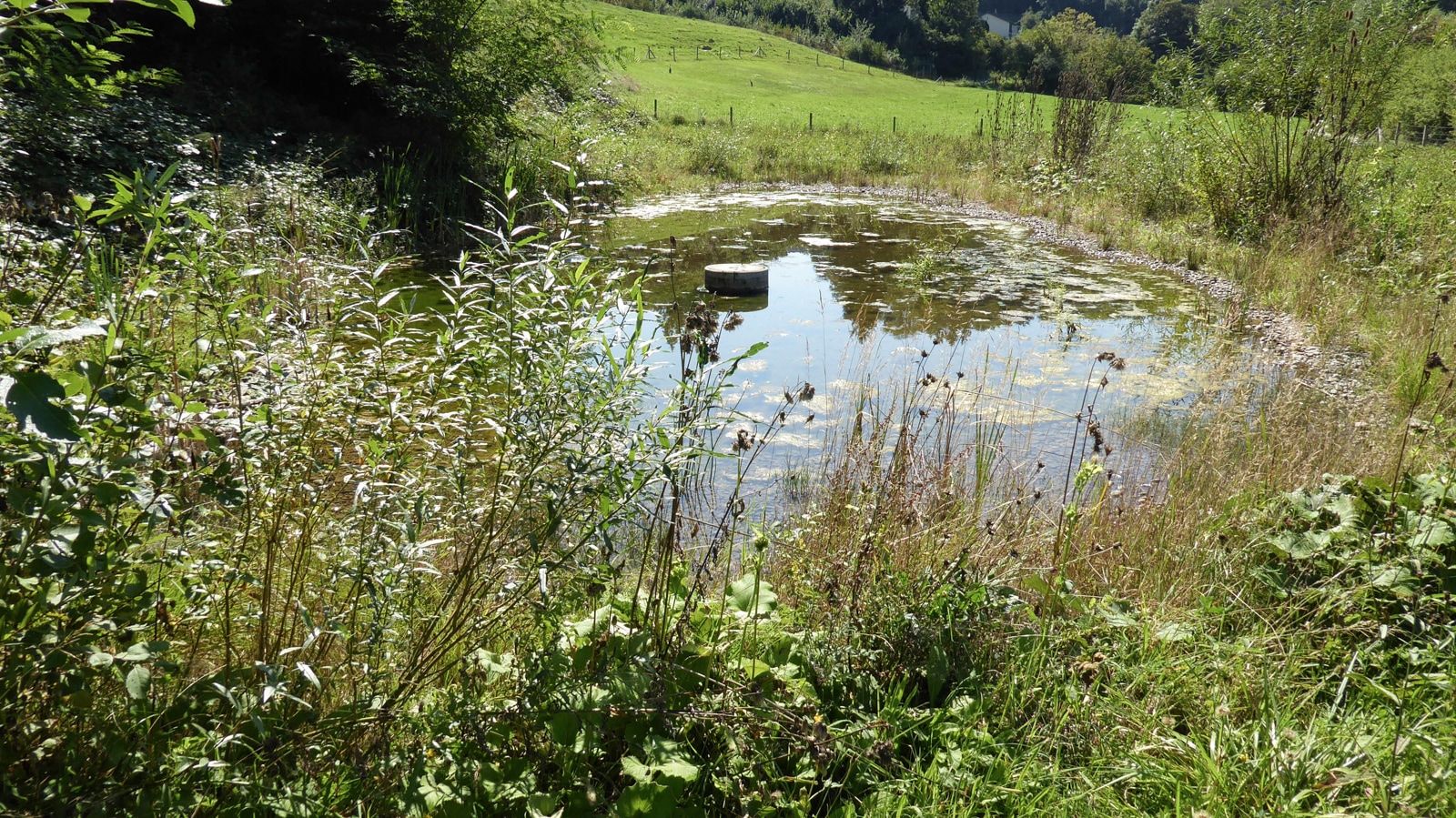 Teaser Pic for Wirkungskontrolle Löchligut