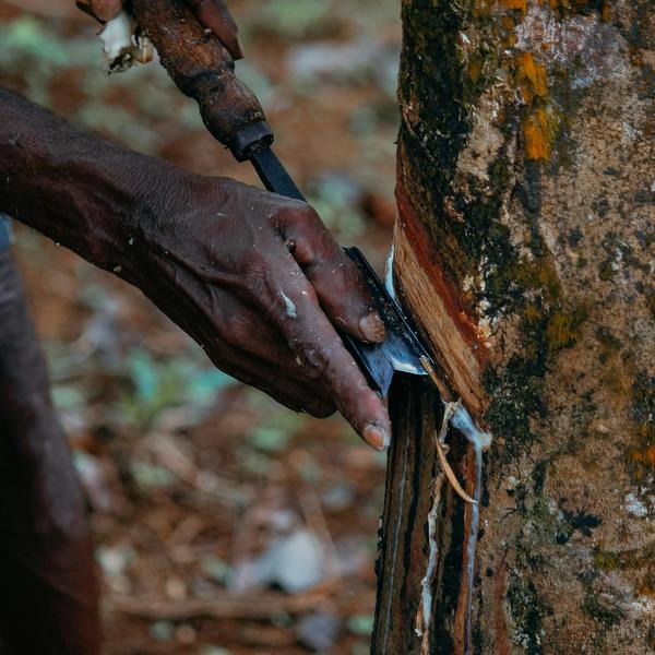Como sangrar plantas da forma mais sustentável