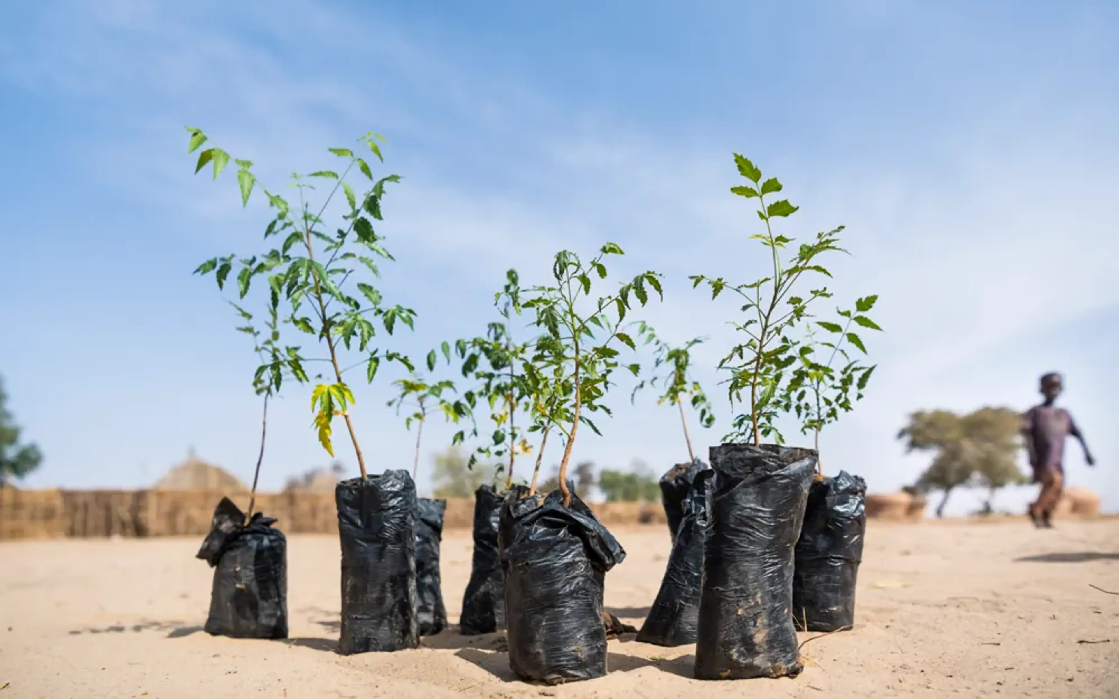 10 plantor av träd står under en solig himmel och väntar på att bli planterade.