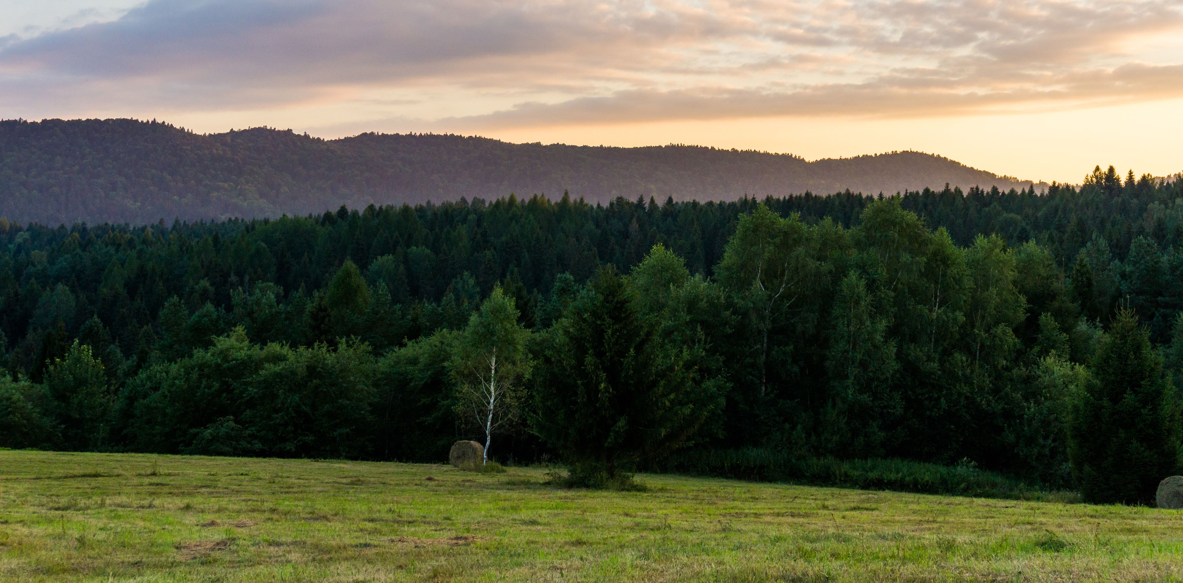 Forest in front on sunset