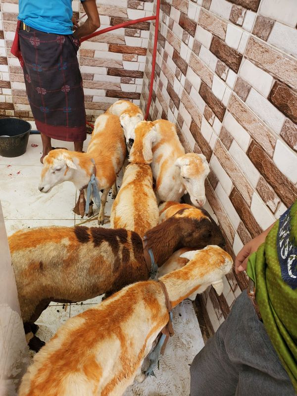 QURBAN PROGRAM 144H (2023) - Image 58