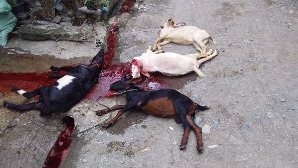 QURBAN 1443H – PHILIPPINES - Image 3