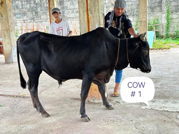 QURBAN PROGRAM 144H (2023) - Image 13