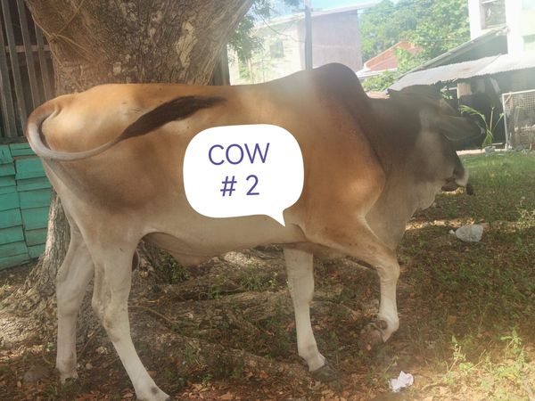 QURBAN PROGRAM 144H (2023) - Image 15