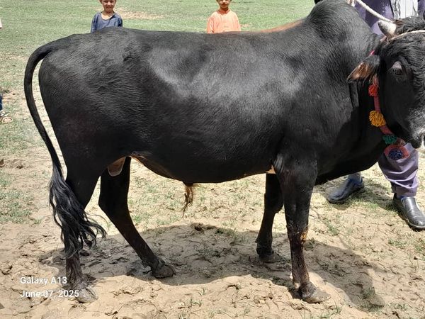 QURBAN PROGRAM 1446H (2025) - Image 16