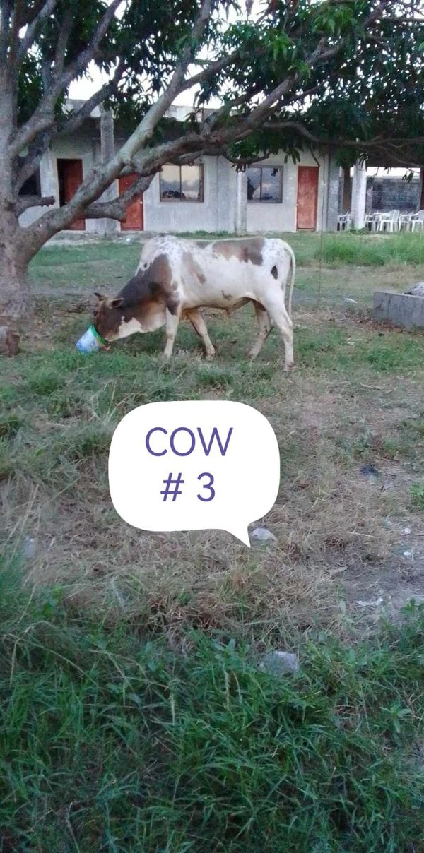 QURBAN PROGRAM 144H (2023) - Image 17