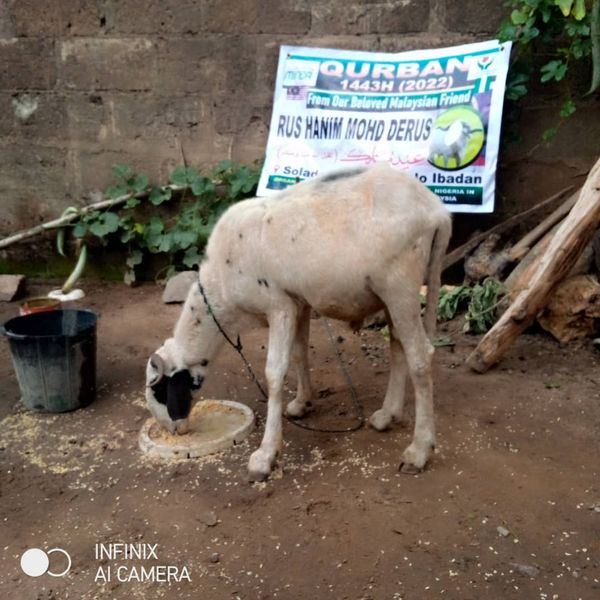 QURBAN 1443H – NIGERIA - Image 27