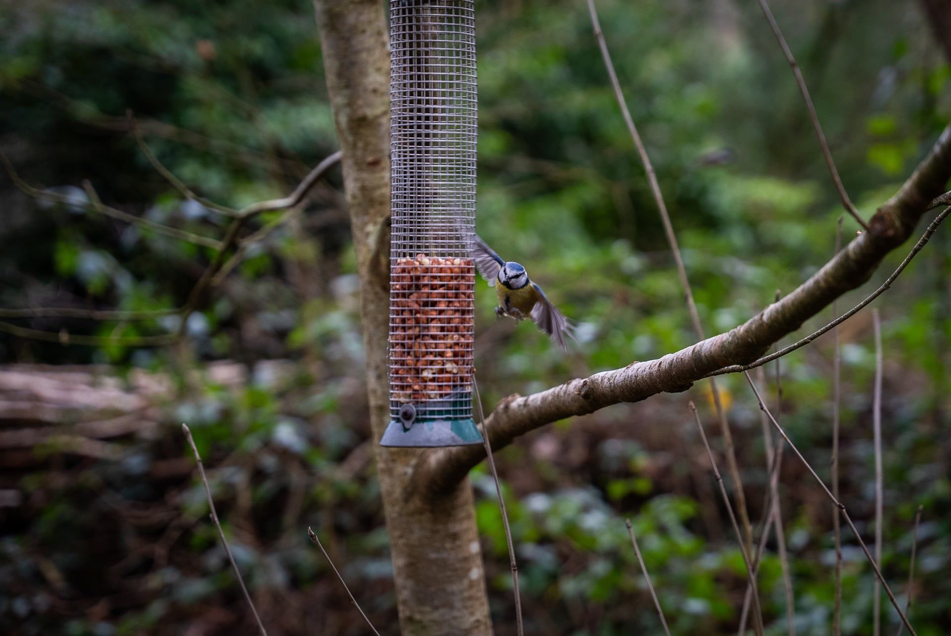 A blue tit swoops down to a bird feeder at RHS Rosemoor
