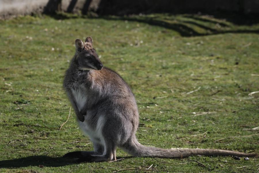 Thumbnail for Wingham Wildlife Par...