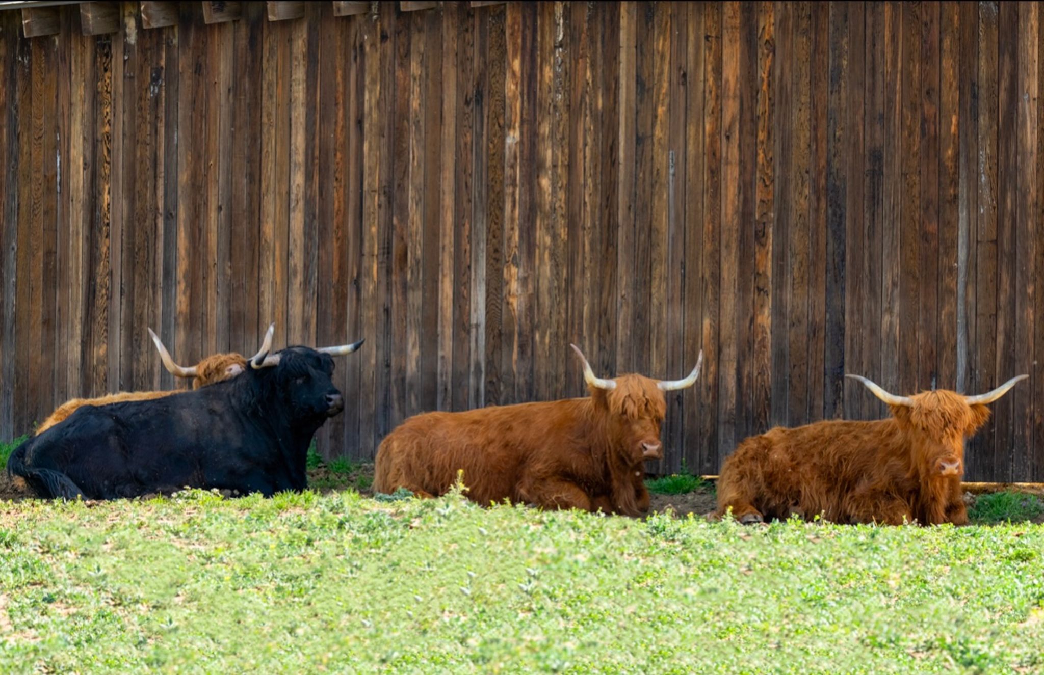 Roam the Ranch