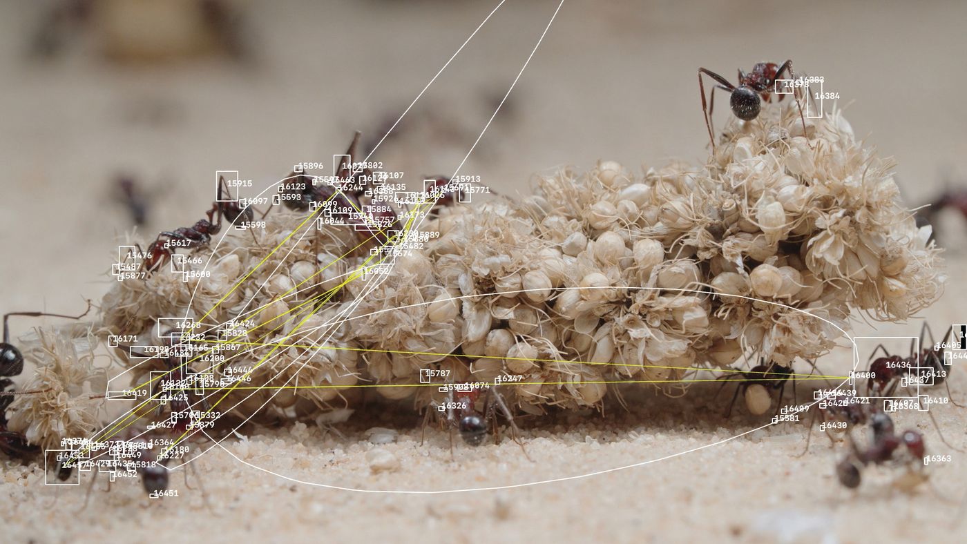 Algorithmic Preservation — video still