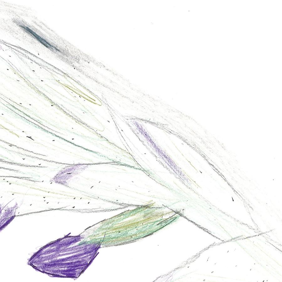 Coloured pencil drawing of purple flower buds along a pale green stem, by a Victorian College for the Deaf student.
