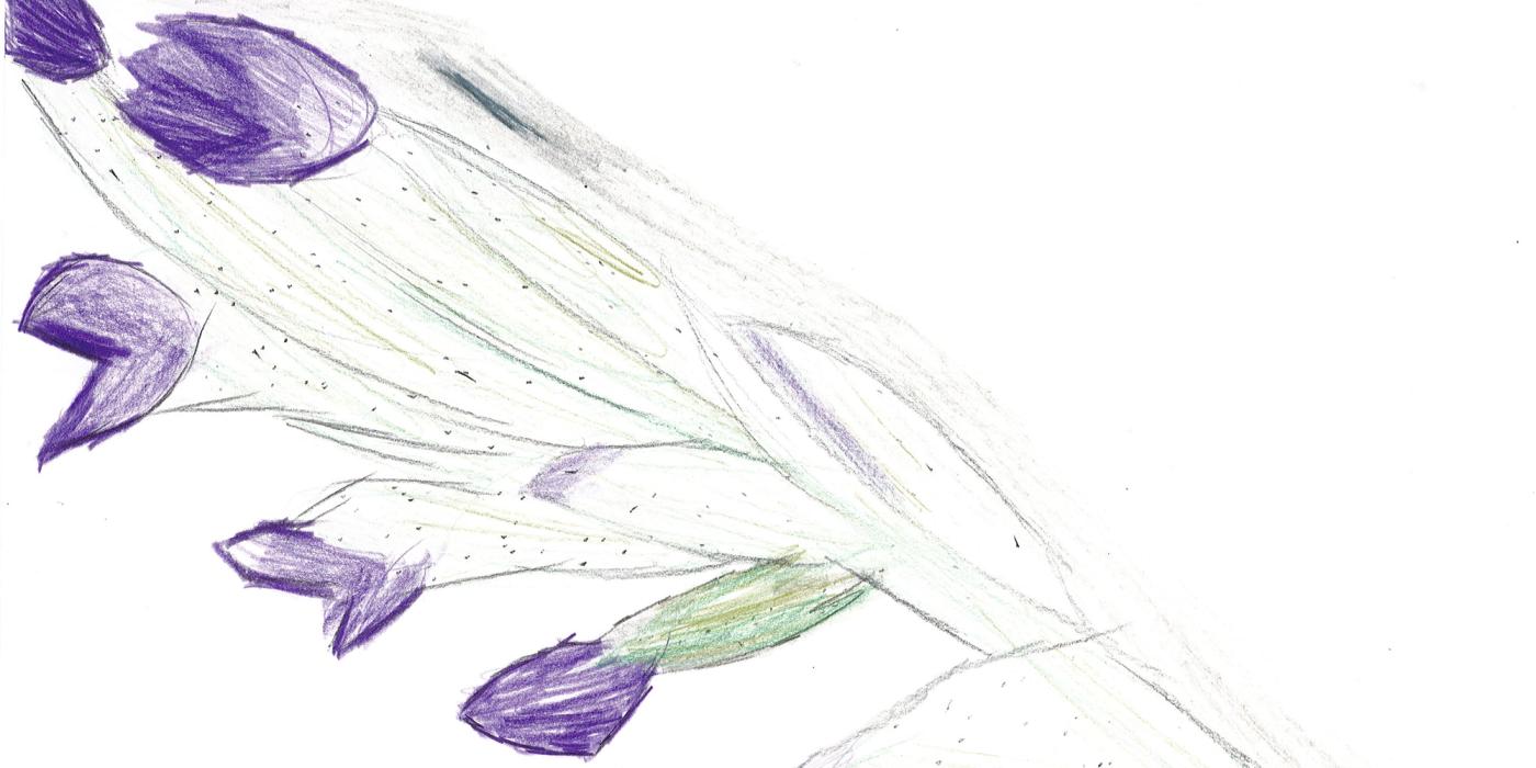 Coloured pencil drawing of purple flower buds along a pale green stem, by a Victorian College for the Deaf student.