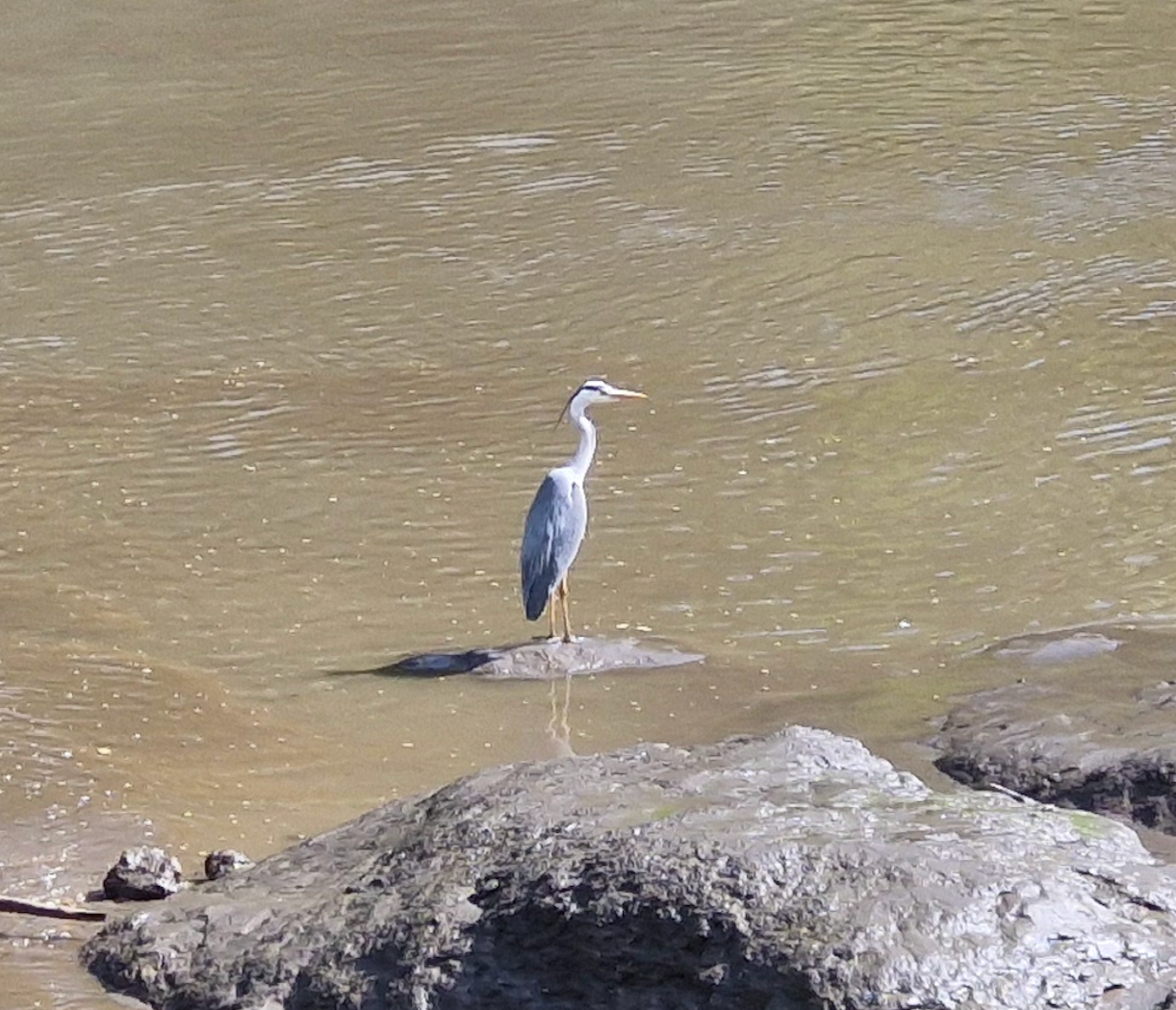 Heron
