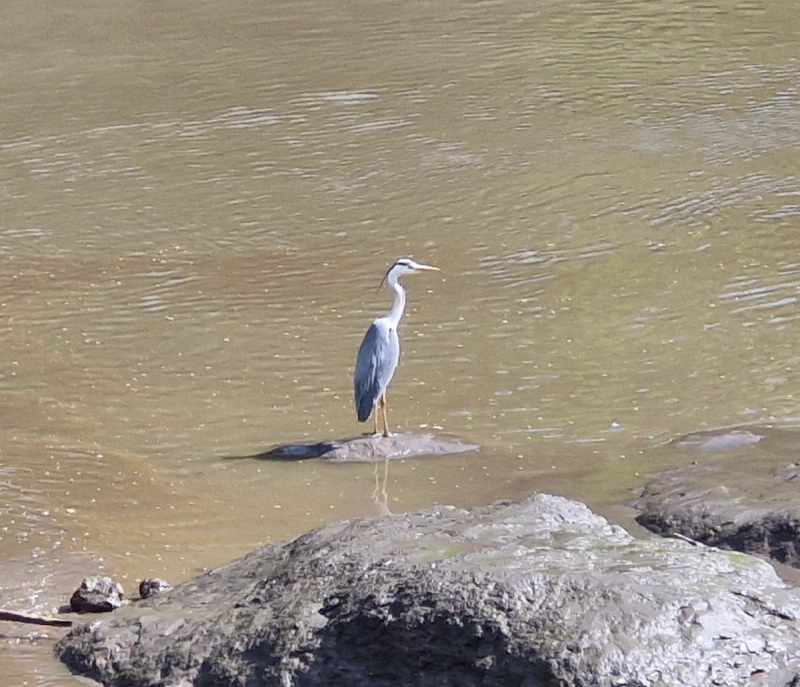 Heron