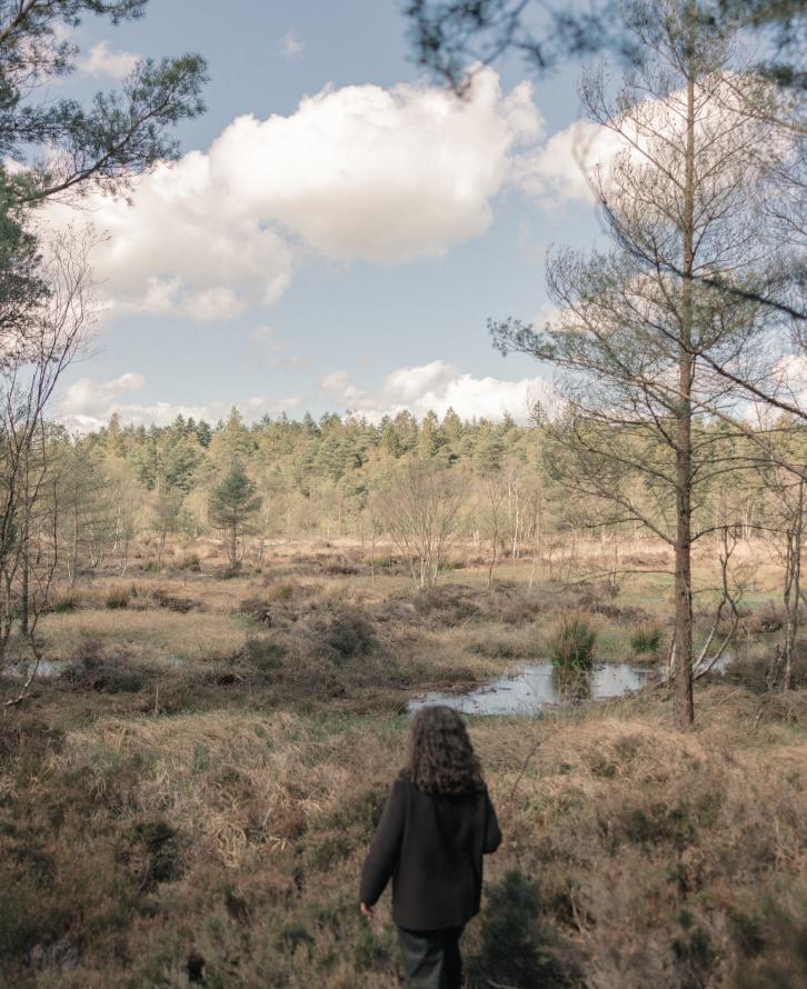 A person walks through open heathland of bog, heather and scrub toward a pine forest under a blue sky with drifting clouds