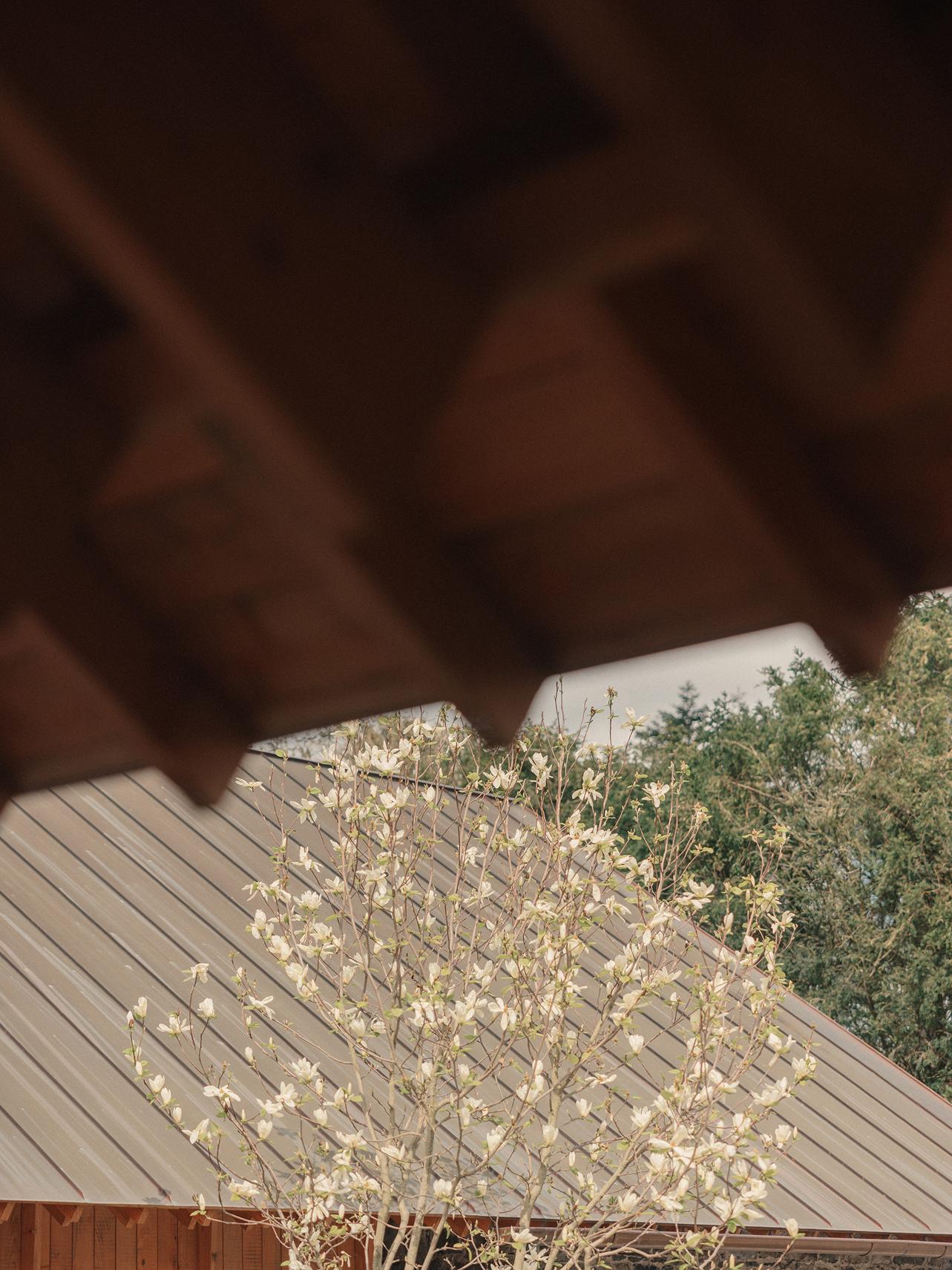 A magnolia tree in white blossom against the standing-seam metal roofs of Ómós, framed by a dark timber overhang and evergreen trees
